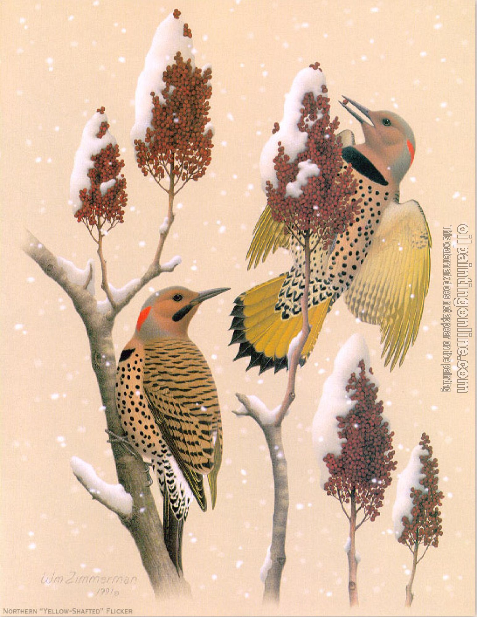 William Zimmerman - Northern Yellow-shafted Flicker